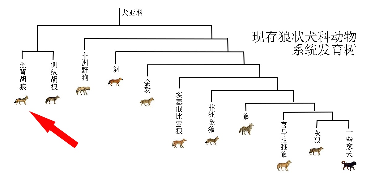 管家有哪些生肖动物,结构化推进评估_轻量版69.98